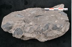 Foto (Detailansicht) von Araucaria haastii Ettingshausen (NHMW-GEO-2024-0188-10110)